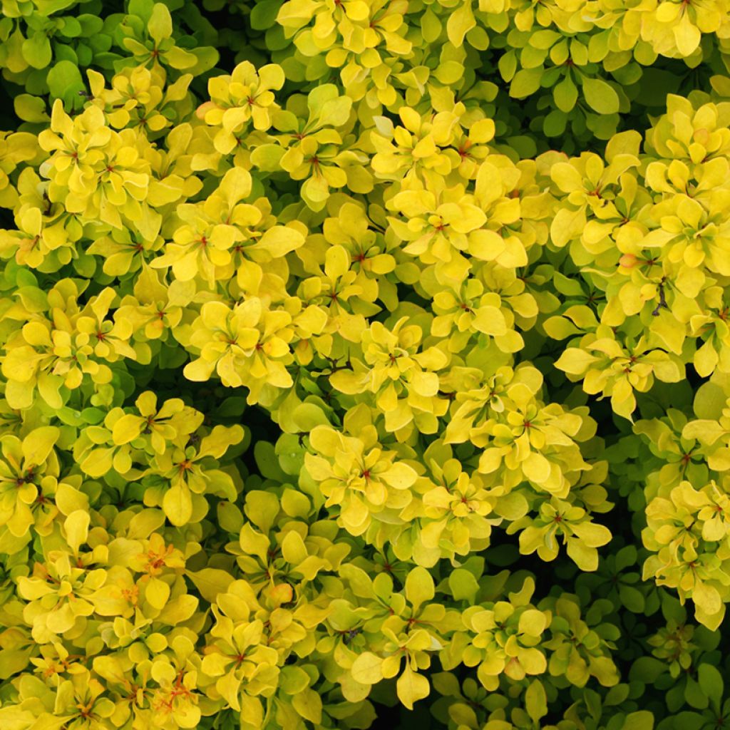 Berberis thunbergii Bonanza Gold - Japanse berberis