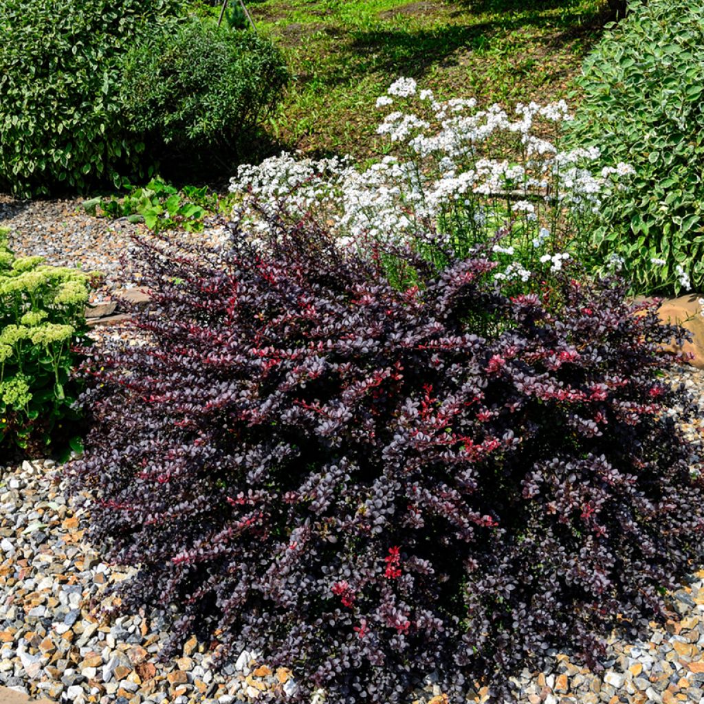 Berberis thunbergii Concorde - Japanse berberis