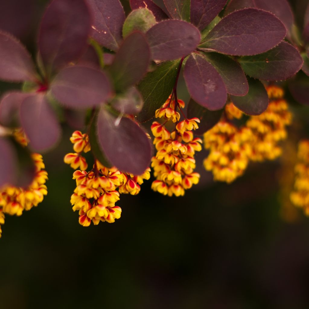 Berberis thunbergii - Japanse berberis