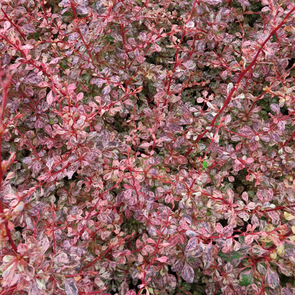 Berberis thunbergii Flamingo - Japanse berberis