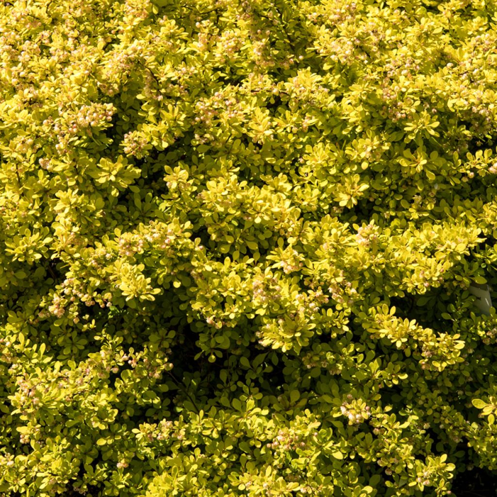 Berberis thunbergii Golden Carpet - Japanse berberis