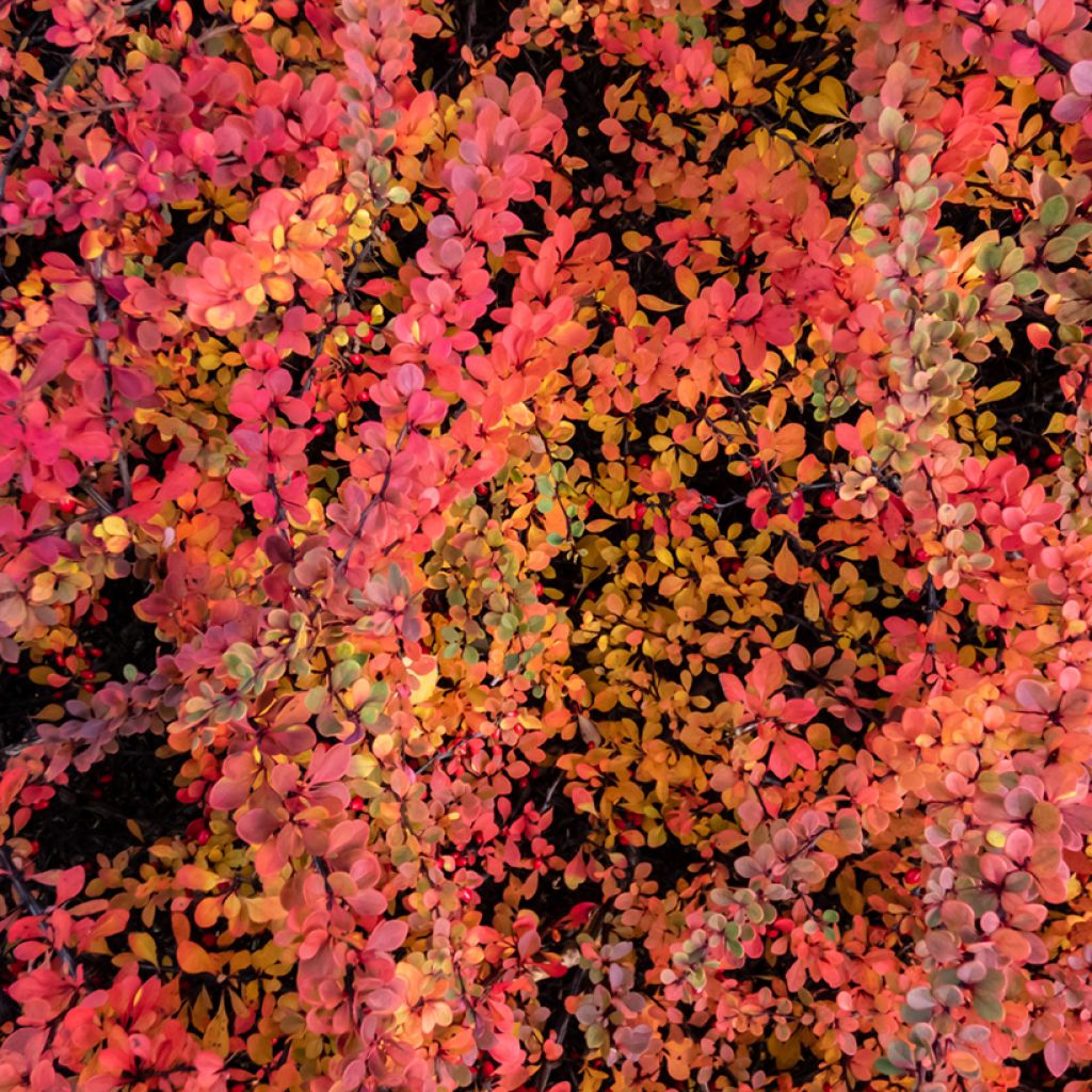 Berberis thunbergii Green Carpet - Japanse berberis