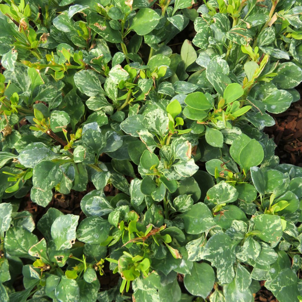 Berberis thunbergii Kelleriis - Japanse berberis