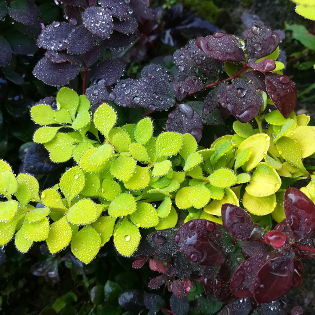 Berberis thunbergii Maria - Japanse berberis