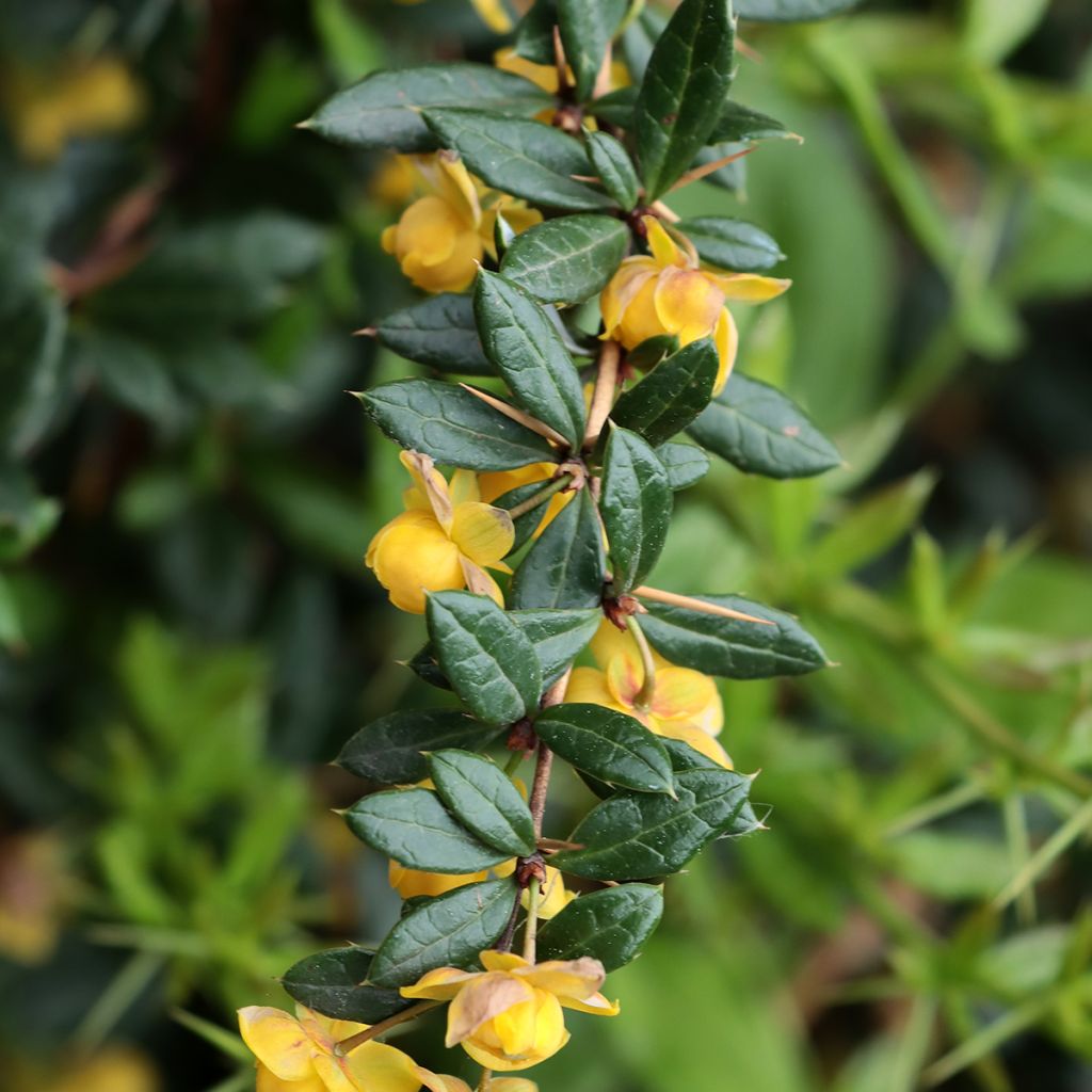 Berberis gagnepainii Chenaultii - Zuurbes