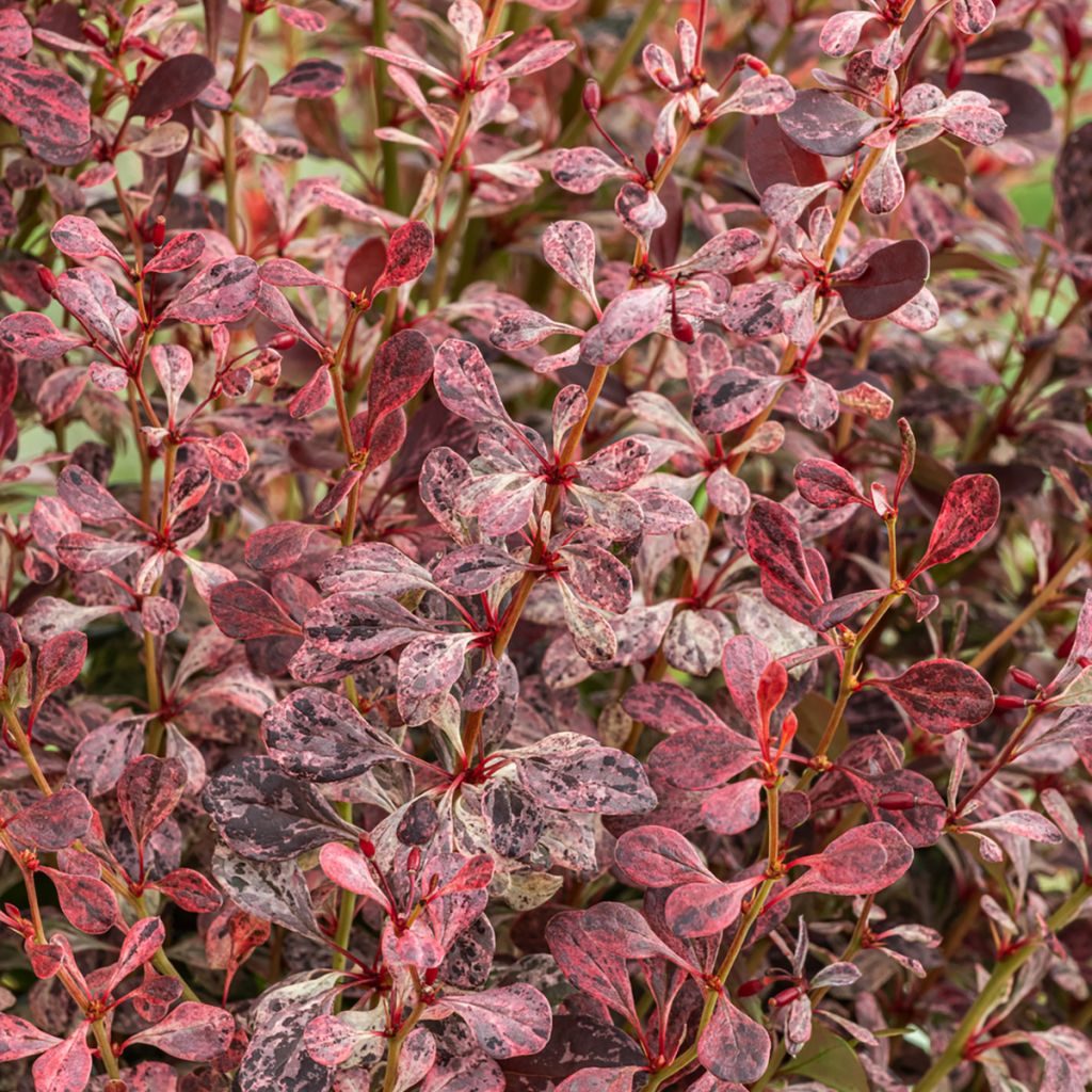 Berberis thunbergii Pink Pillar - Japanse berberis