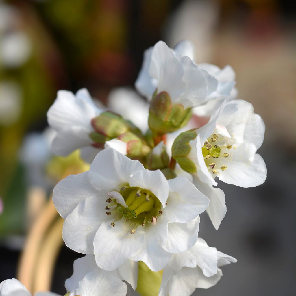 Bergenia Bressingham White - Schoenlappersplant