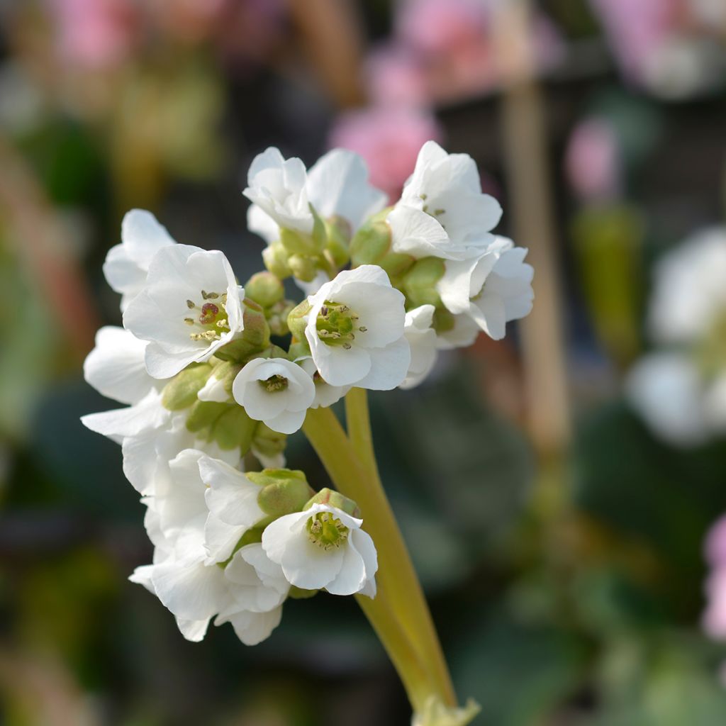 Bergenia Bressingham White - Schoenlappersplant