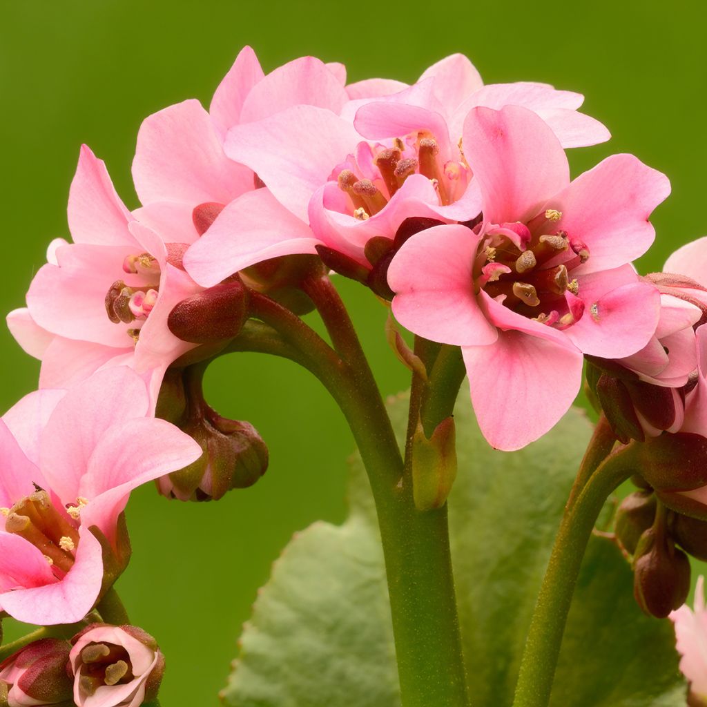 Bergenia cordifolia Dragonfly Sakura - Schoenlappersplant