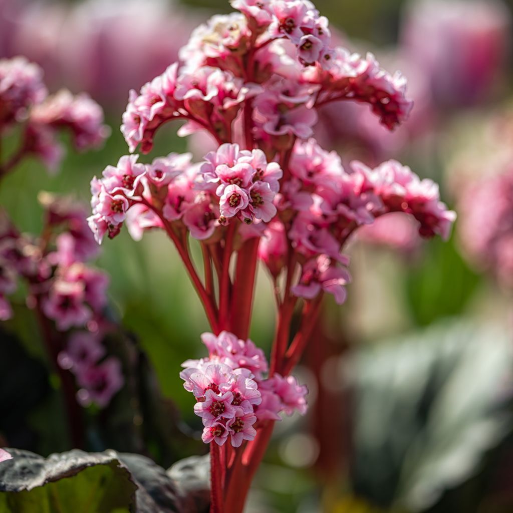 Bergenia Edens Magic Giant - Schoenlappersplant