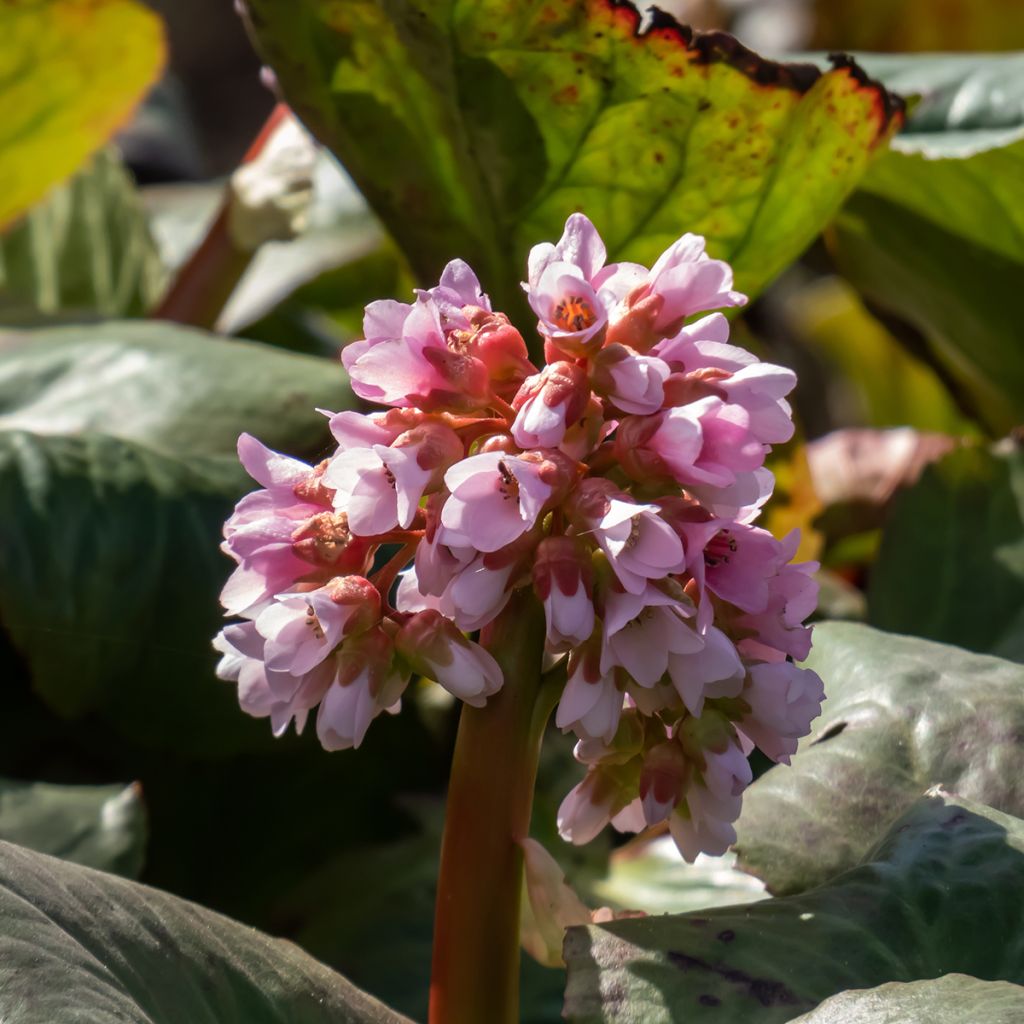 Bergenia Baby Doll - Schoenlappersplant