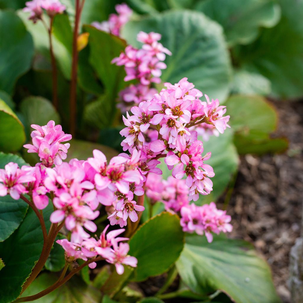 Bergenia cordifolia Rotblum - Schoenlappersplant