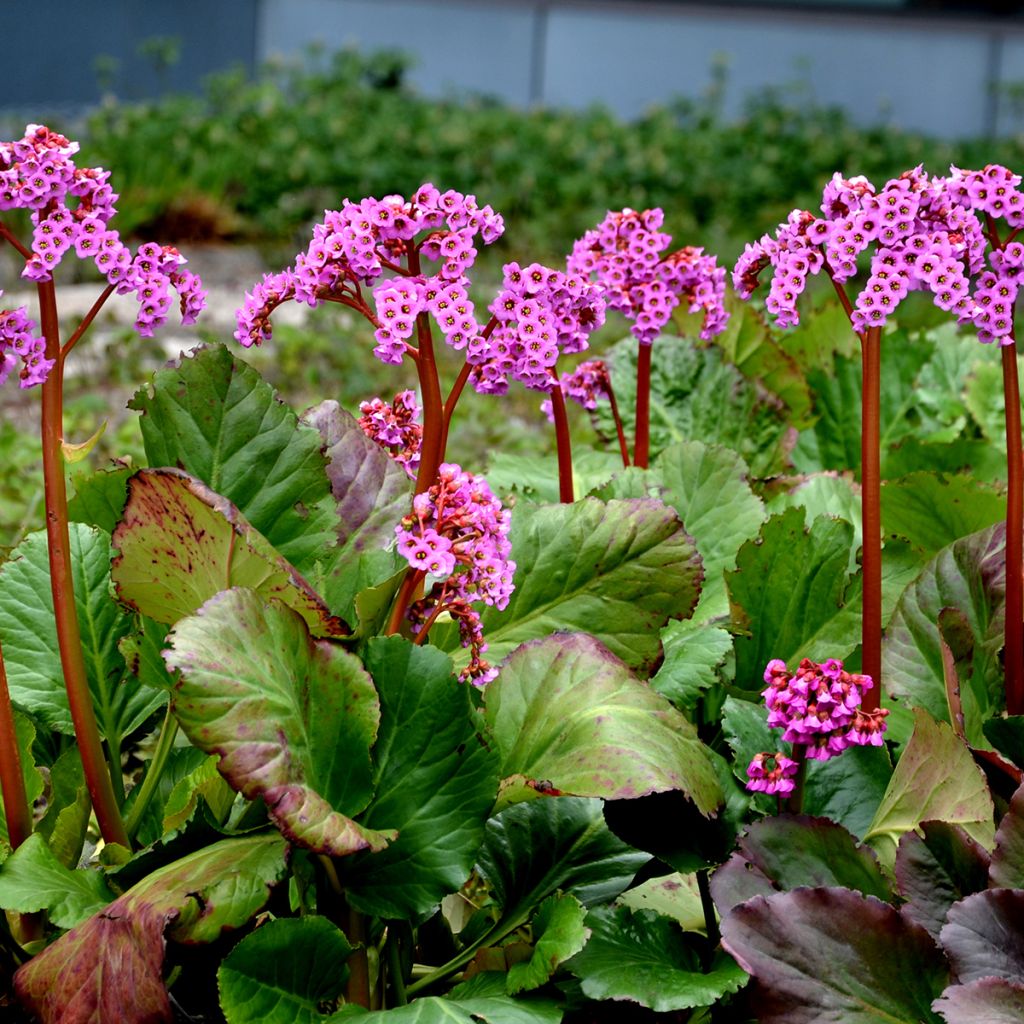 Bergenia cordifolia Rotblum - Schoenlappersplant