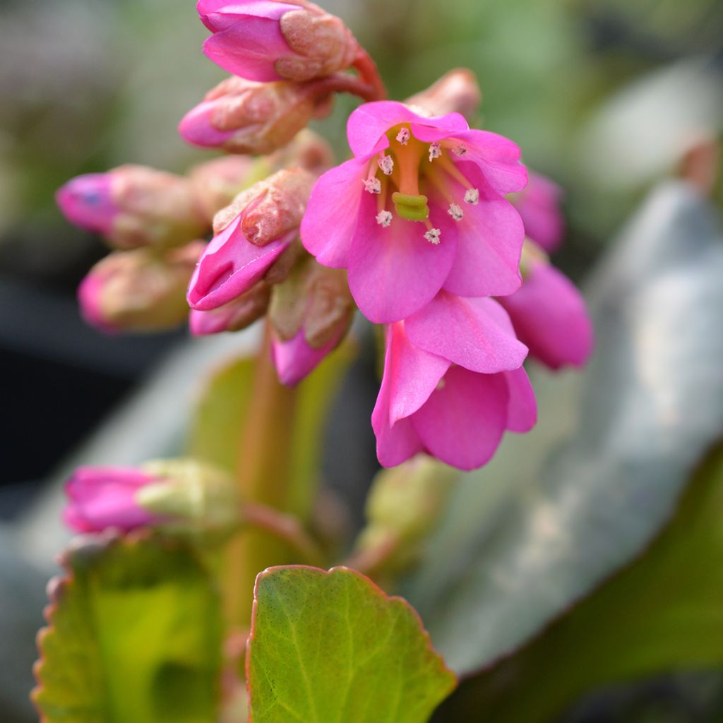 Bergenia Winterglut - Schoenlappersplant