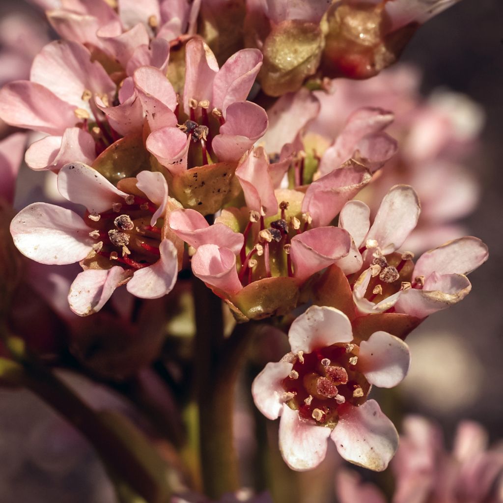 Bergenia ciliata - Schoenlappersplant