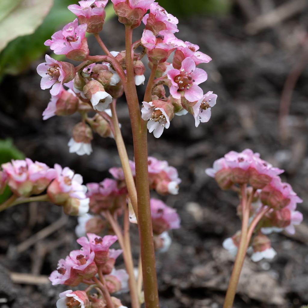 Bergenia ciliata - Schoenlappersplant
