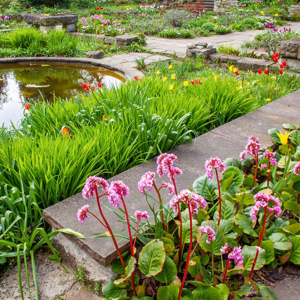 Bergenia ciliata - Schoenlappersplant