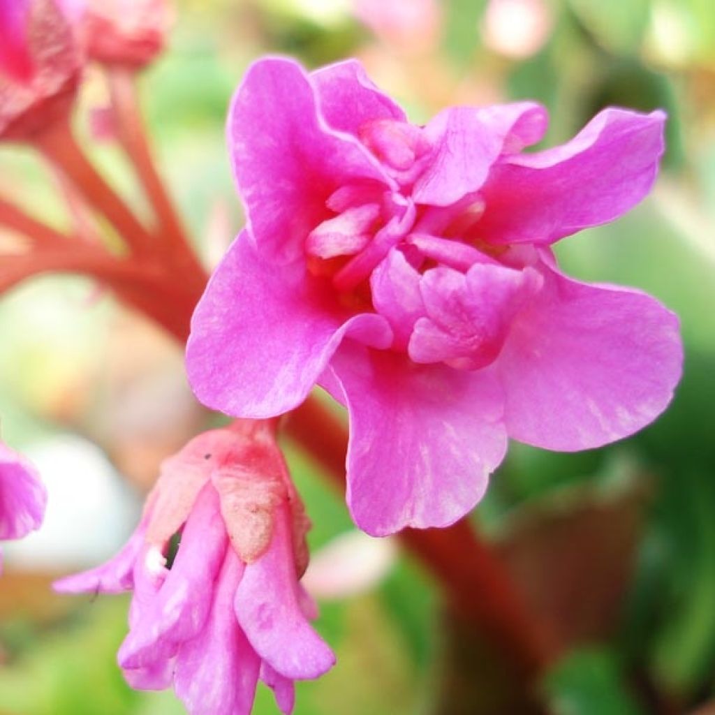 Bergenia cordifolia - Schoenlappersplant
