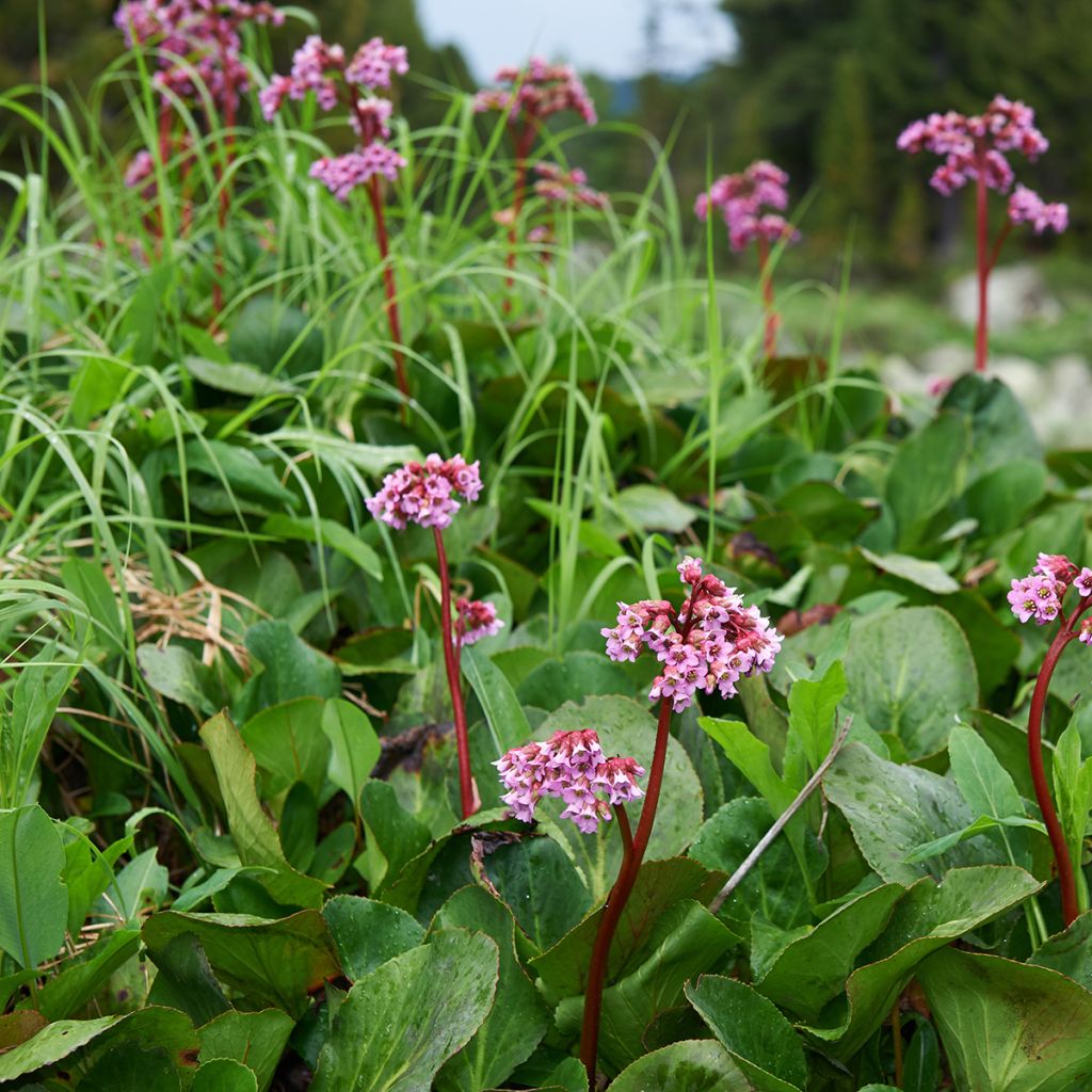 Bergenia cordifolia - Schoenlappersplant