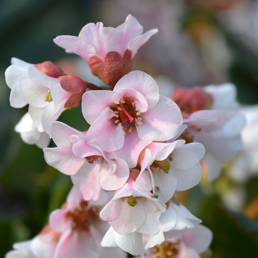 Bergenia Harzkristall - Schoenlappersplant