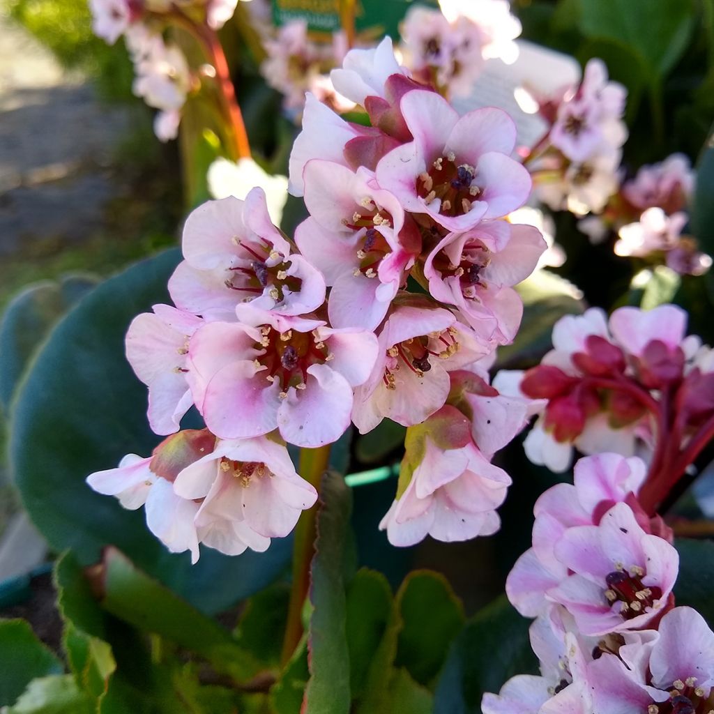 Bergenia Harzkristall - Schoenlappersplant