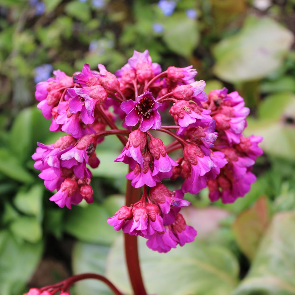 Bergenia purpurascens - Schoenlappersplant