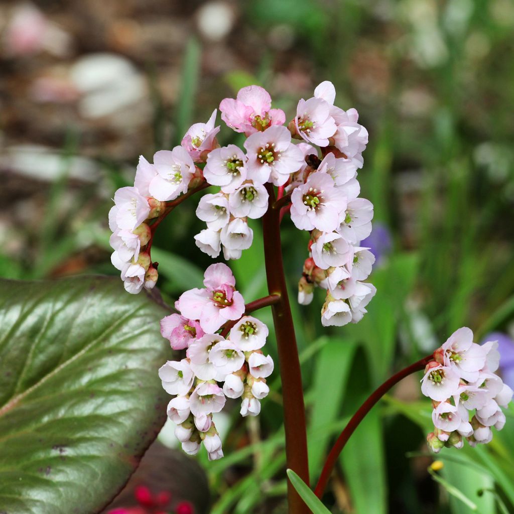 Bergenia schmidtii - Schoenlappersplant