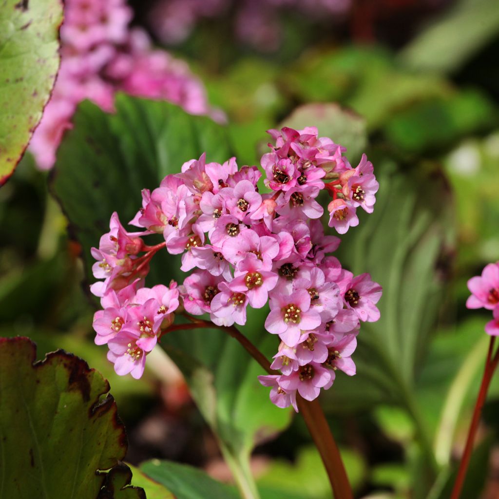 Bergenia schmidtii - Schoenlappersplant