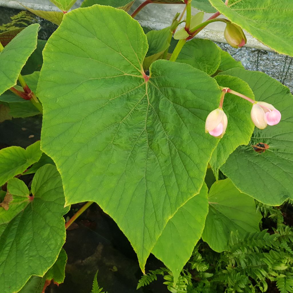Begonia Torsa - Scheefblad