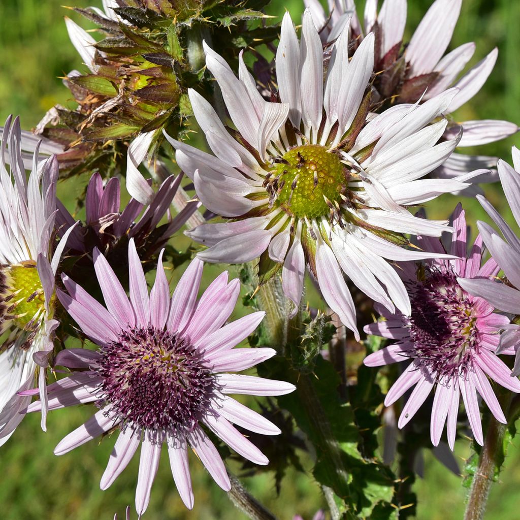 Berkheya purpurea - Afrikaanse distel