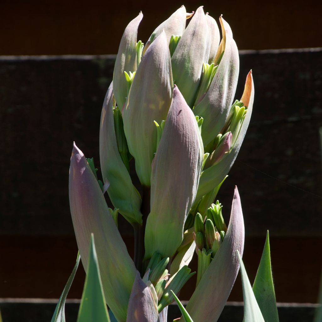 Beschorneria yuccoides - Mexicaanse lelie