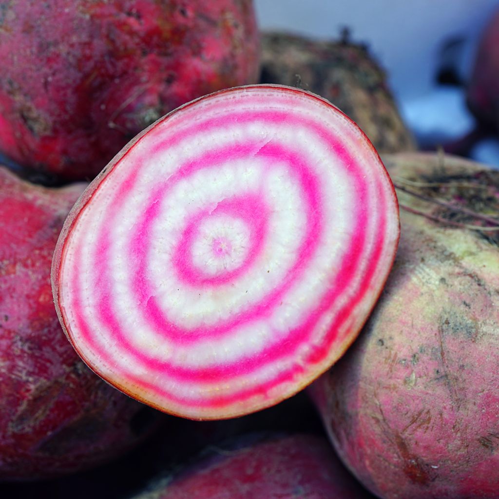 Rode biet Chioggia