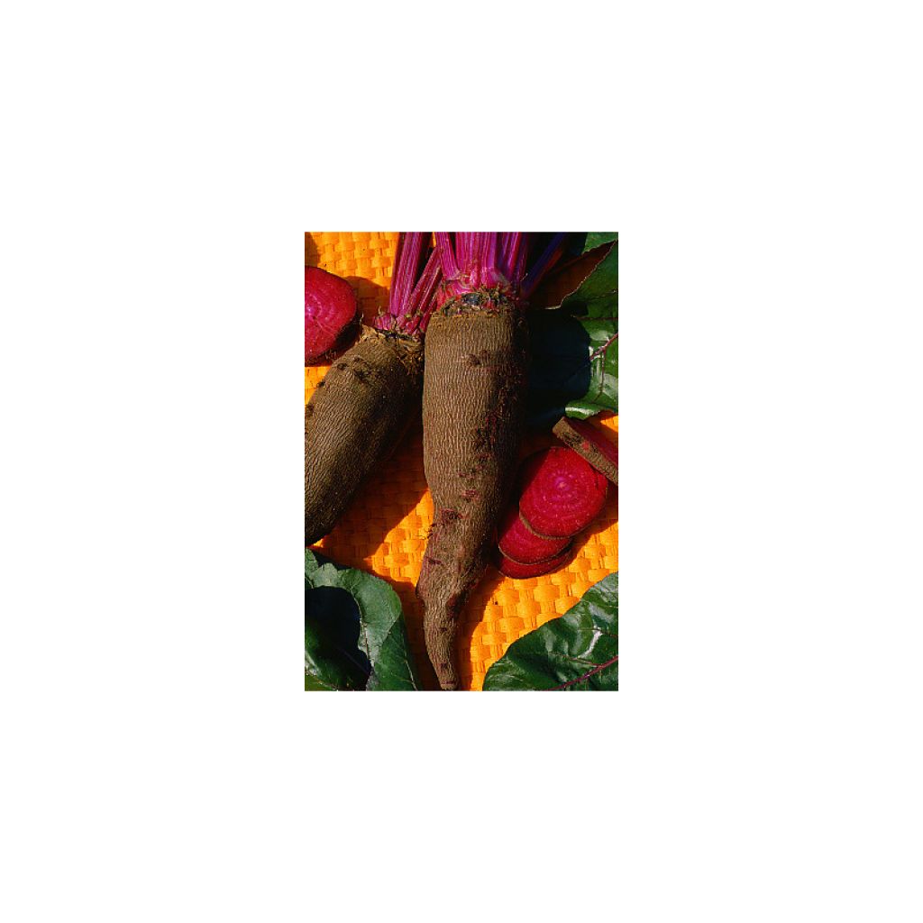 Rode biet Crapaudine