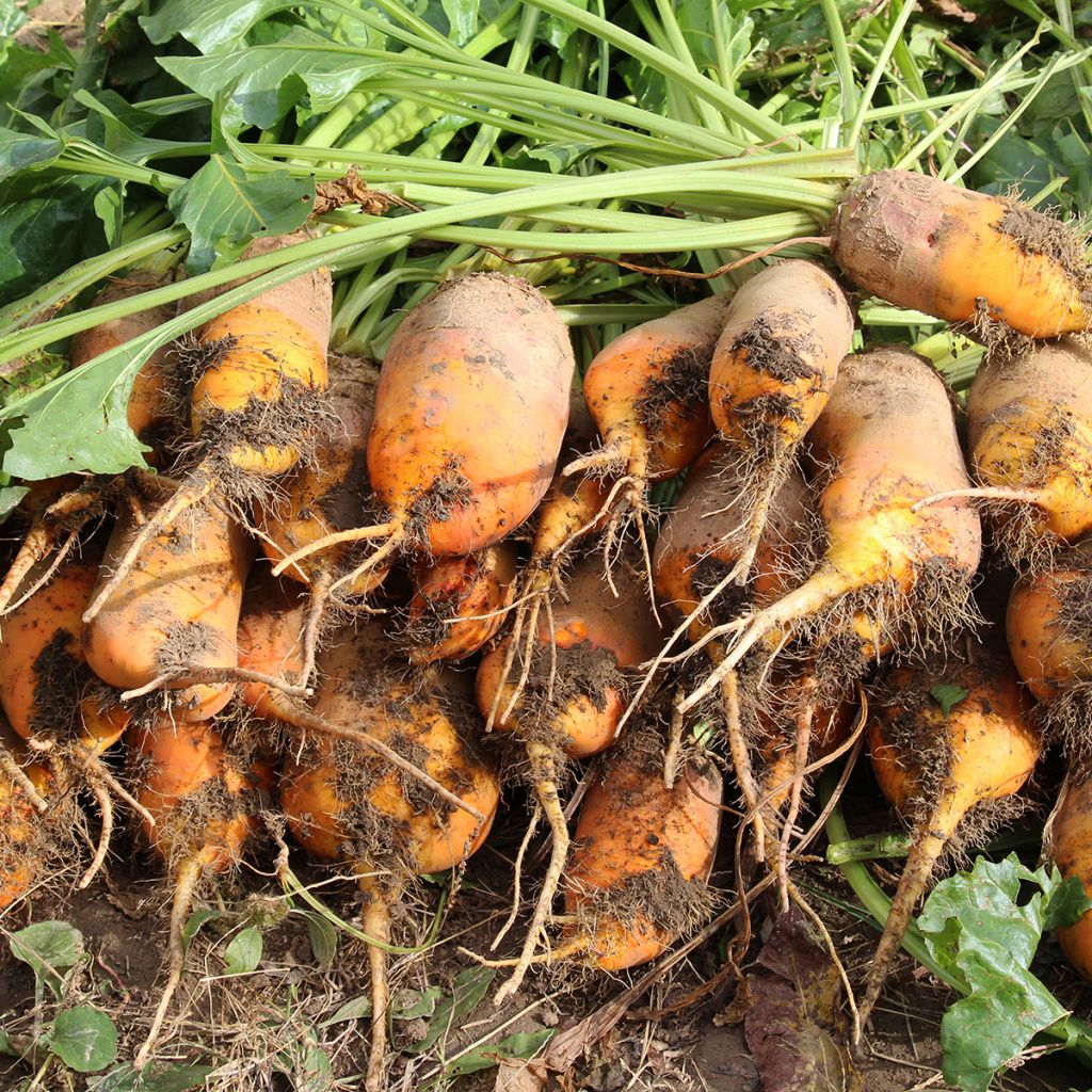 Voederbiet Lange Gele Reuzen van Vauriac