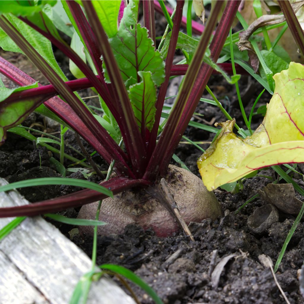 Egyptische zwarte biet