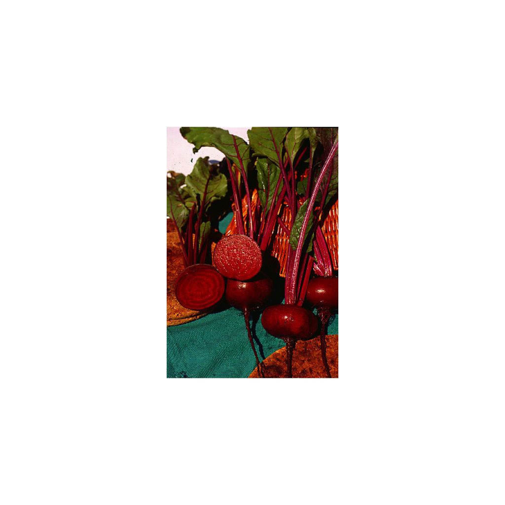 Egyptische zwarte biet