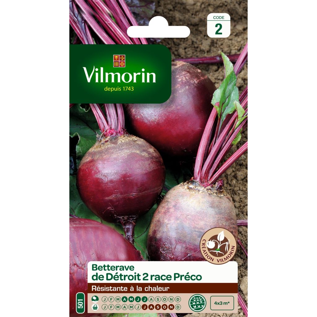 Rode biet Détroit 2 - Vilmorin