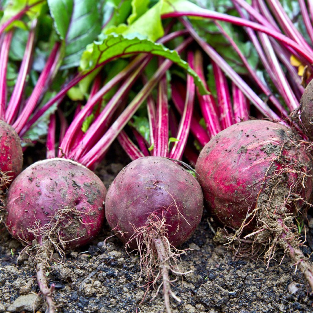 Rode biet Détroit 3 - Vilmorin