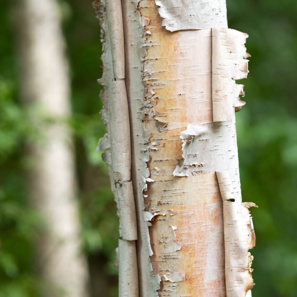 Betula papyrifera - Himalayaberk