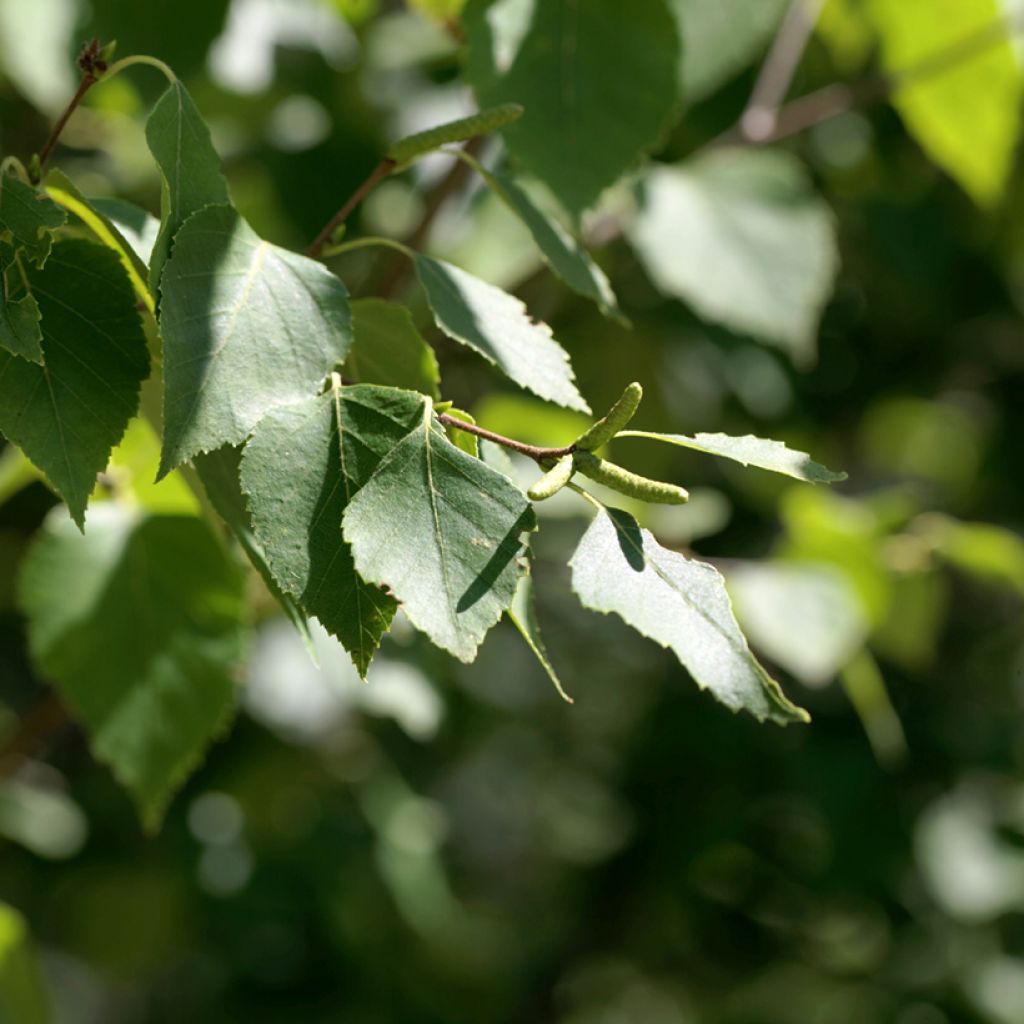 Betula papyrifera - Himalayaberk