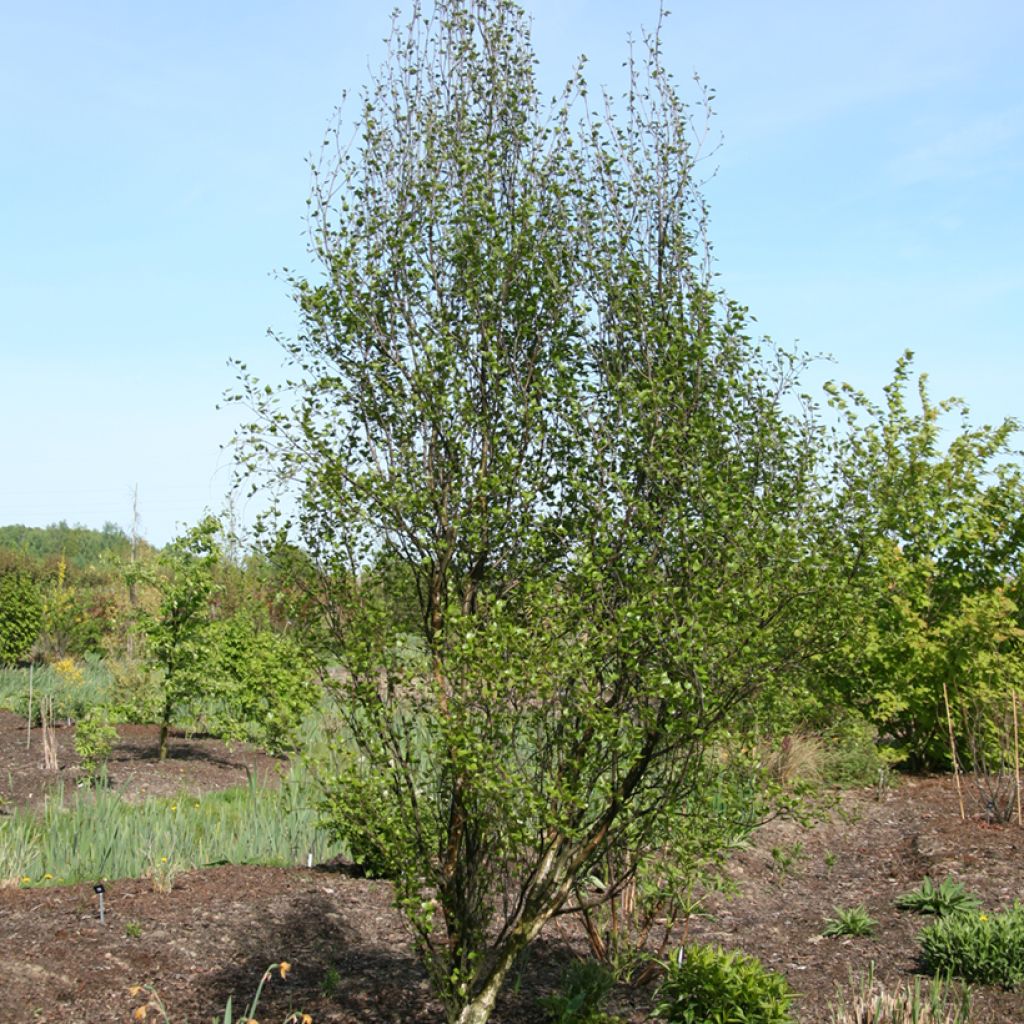 Betula pendula Obelisk - Ruwe berk