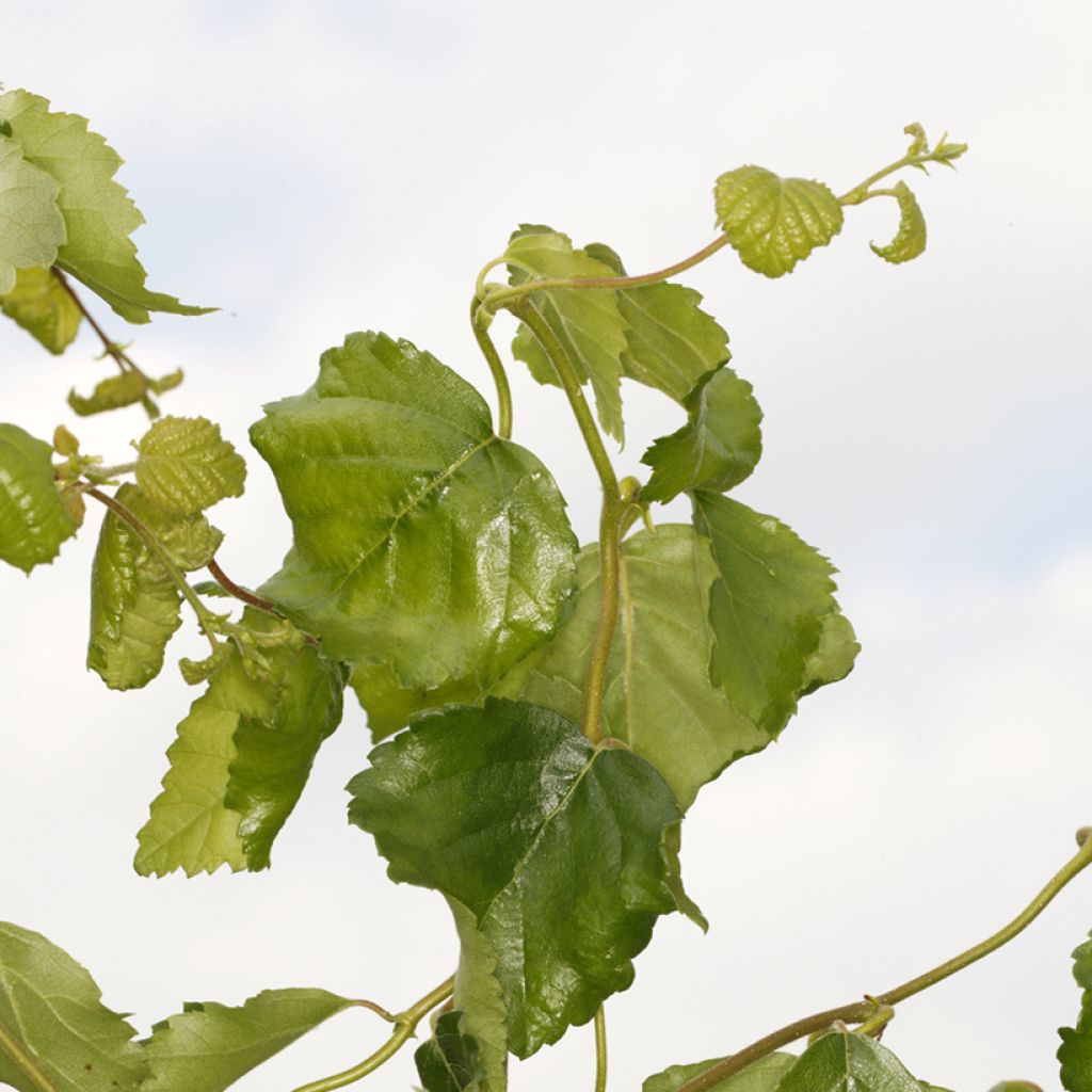 Betula pendula Spider Alley - Ruwe berk