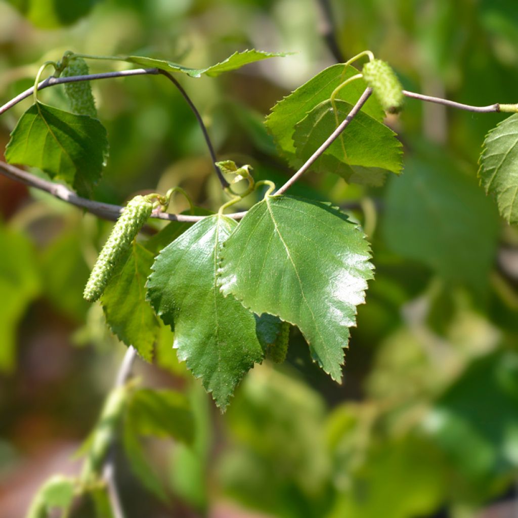 Betula pendula Spider Alley - Ruwe berk