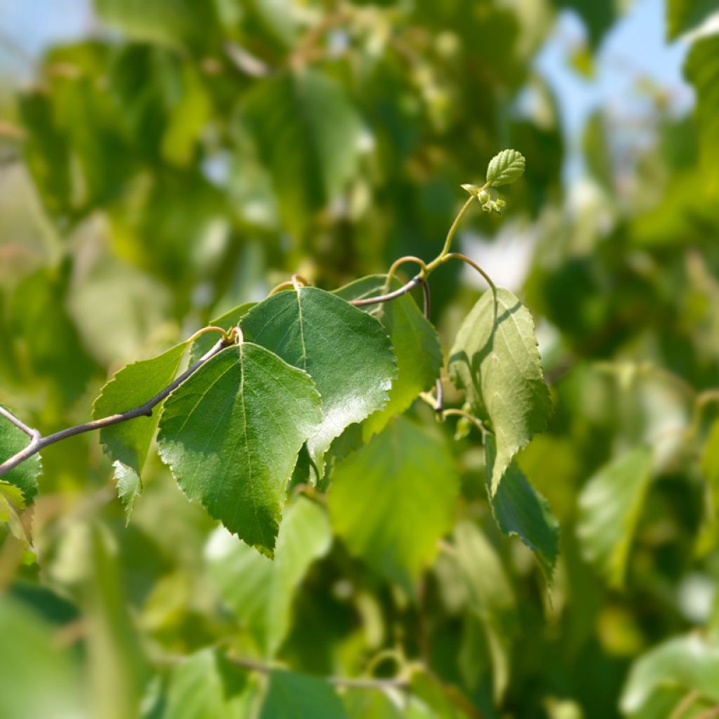 Betula pendula Spider Alley - Ruwe berk