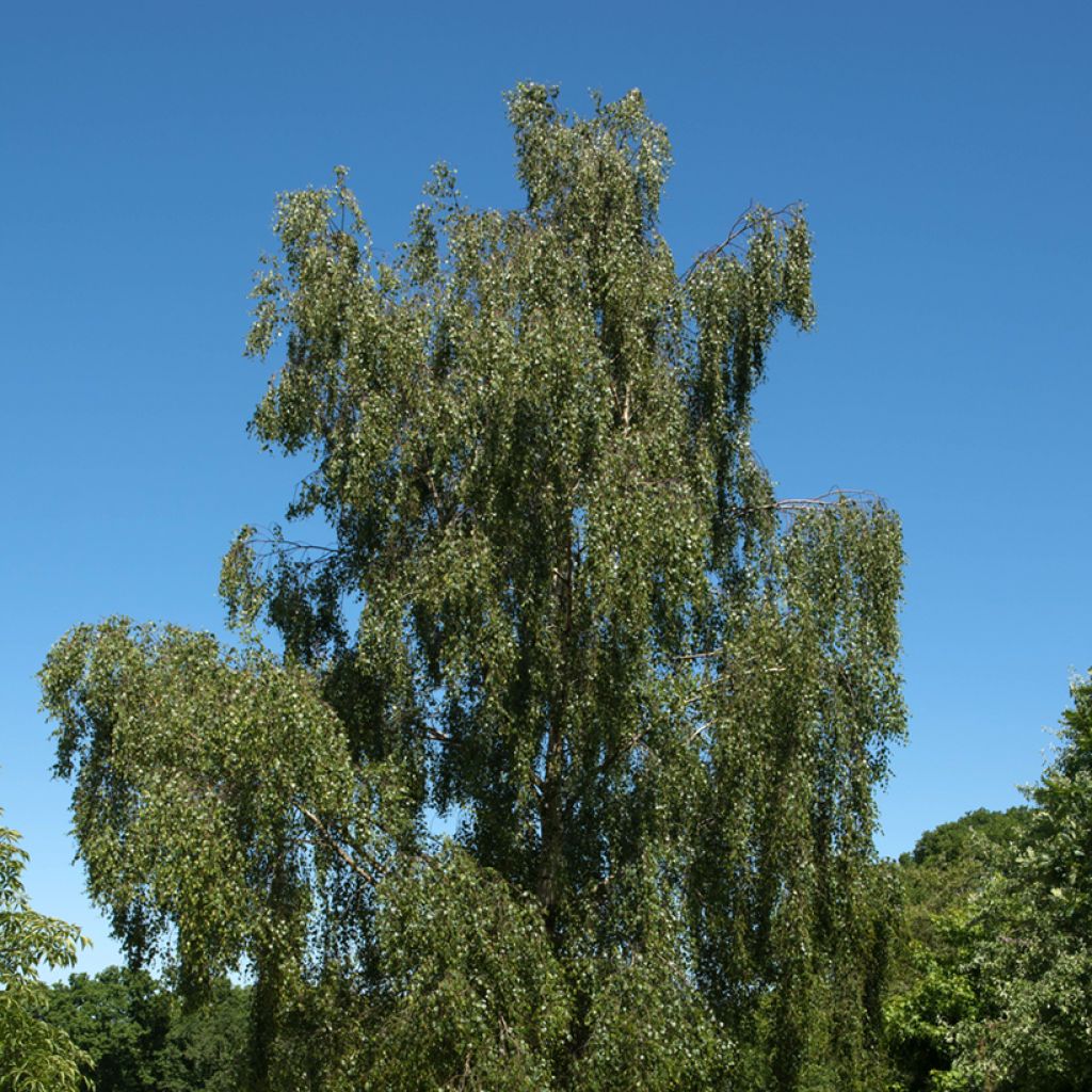 Betula pendula Tristis - Ruwe berk