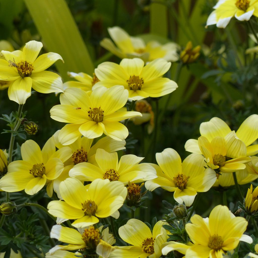 Bidens Lemon Moon - Tandzaad