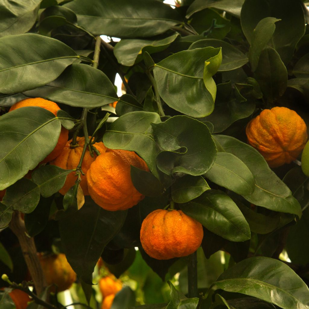 Citrus aurantium Bouquet de Fleur
