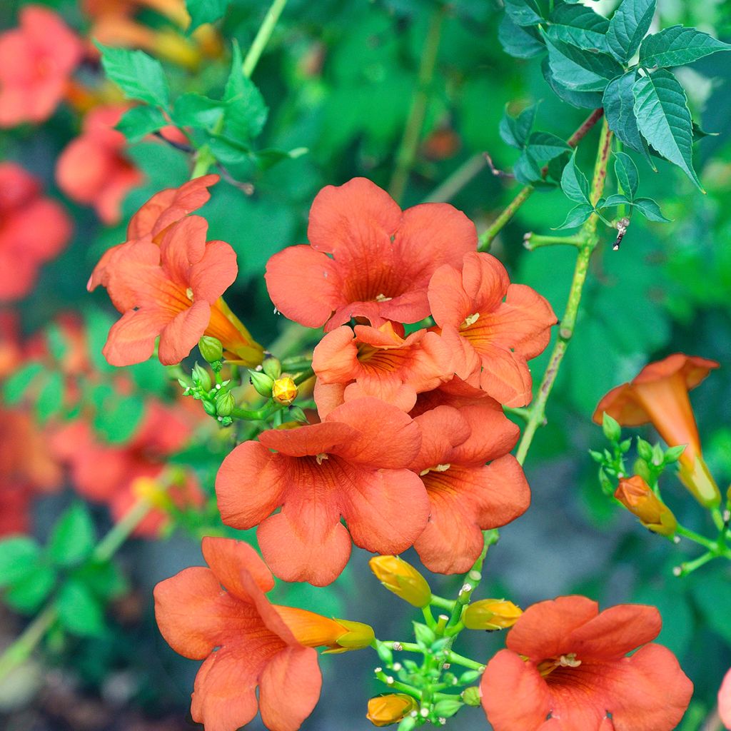Campsis tagliabuana Madame Galen - Trompetklimmer