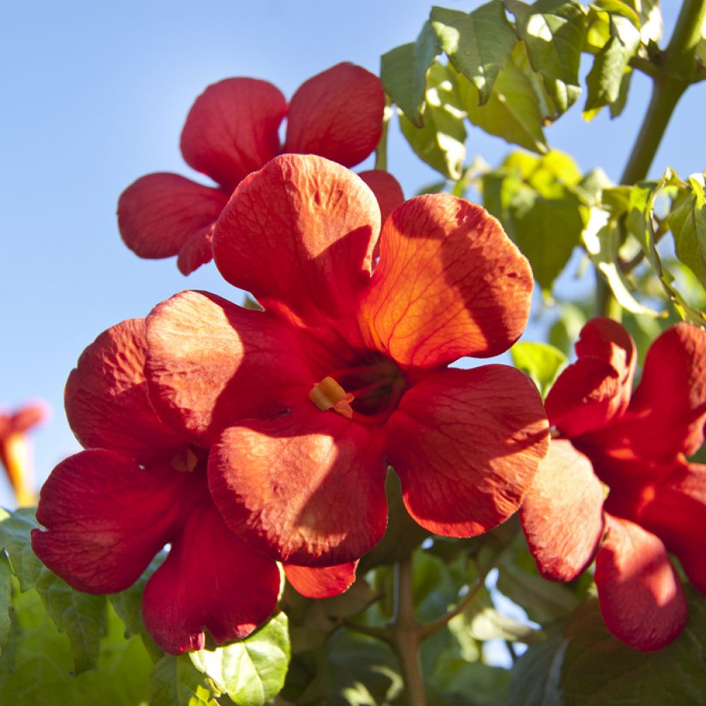 Campsis tagliabuana Summer Jazz Fire - Trompetklimmer