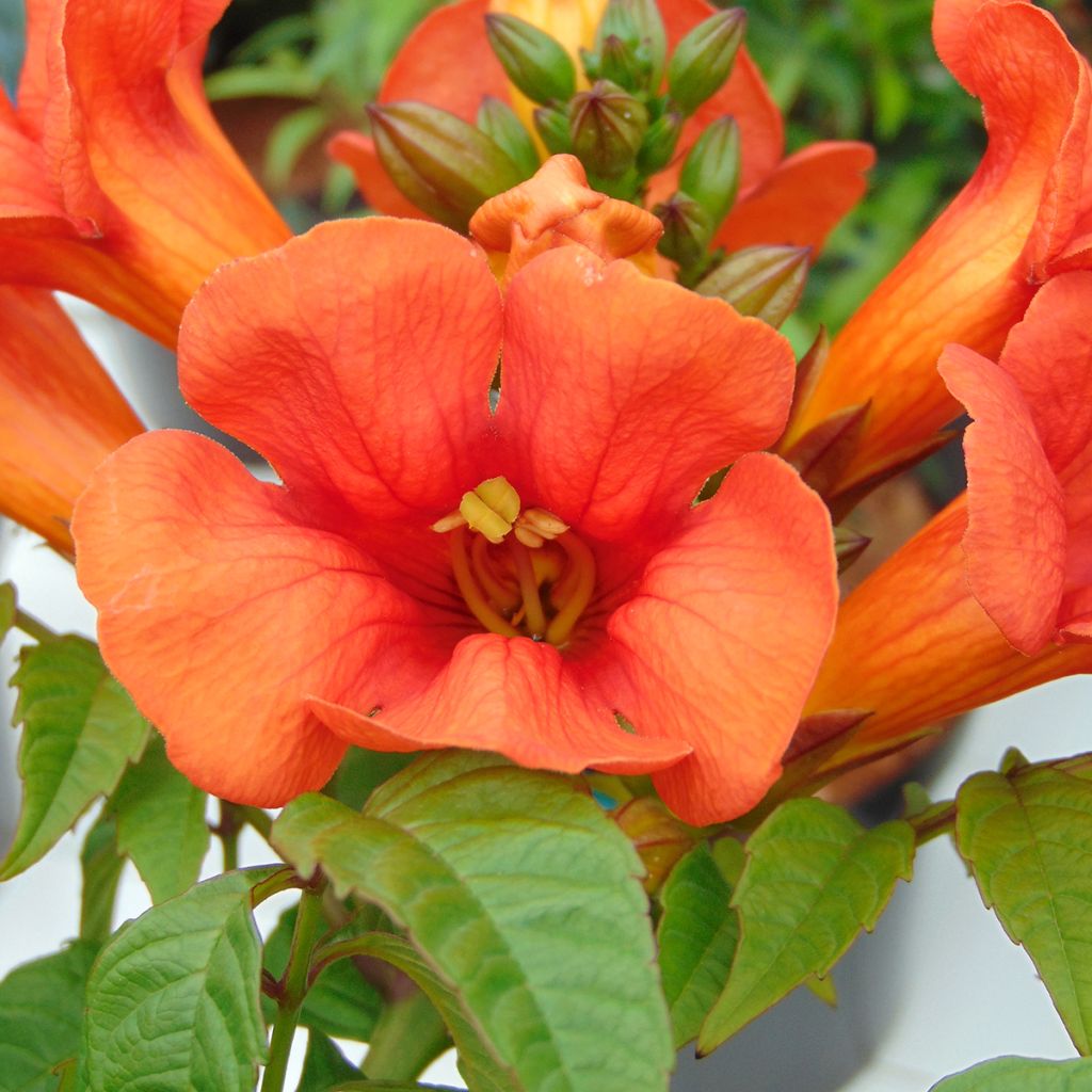 Campsis tagliabuana Summer Jazz Fire - Trompetklimmer